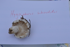 Hygrophorus subsordidus