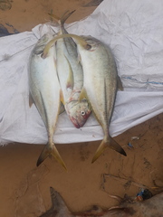 Caranx heberi