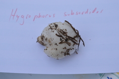 Hygrophorus subsordidus