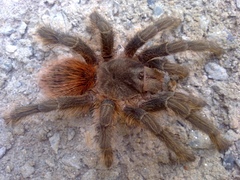 Lasiodora