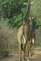 Giraffa camelopardalis thornicrofti