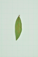 Rhododendron kanehirae