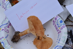 Lactarius croceus