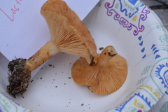 Lactarius croceus