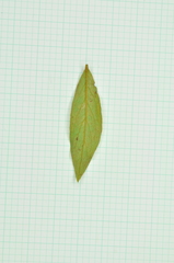 Rhododendron kanehirae
