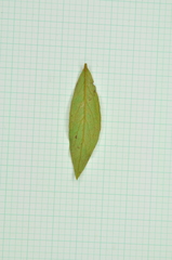 Rhododendron kanehirae