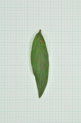 Rhododendron kanehirae