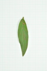 Rhododendron kanehirae