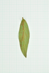 Rhododendron kanehirae