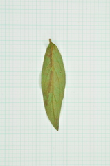 Rhododendron kanehirae