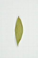 Rhododendron kanehirae
