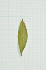 Rhododendron kanehirae