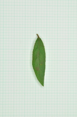 Rhododendron kanehirae