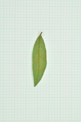 Rhododendron kanehirae