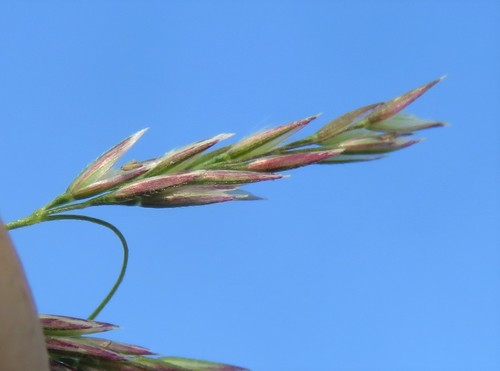 Agrostis lachnantha