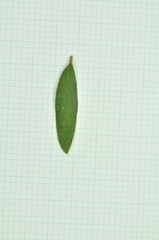 Rhododendron kanehirae