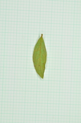 Rhododendron kanehirae