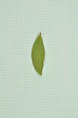 Rhododendron kanehirae