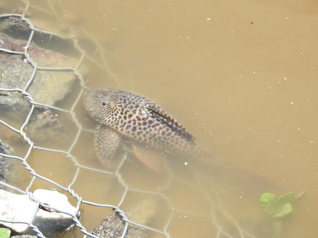 Jacuhy Pleco