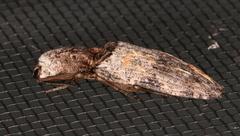 Cryptalaus prosectus