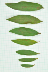 Rhododendron kanehirae