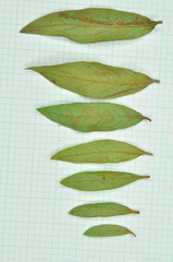 Rhododendron kanehirae