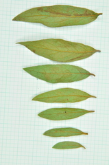 Rhododendron kanehirae