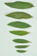 Rhododendron kanehirae