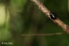 Leptinotarsa behrensi