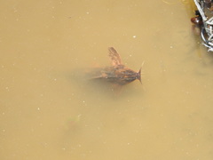 Rhinodoras dorbignyi