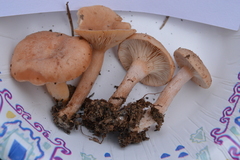 Lactarius imperceptus