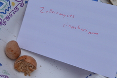 Zelleromyces cinnabarinus