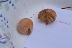 Zelleromyces cinnabarinus