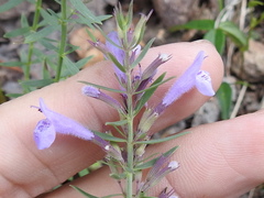Hedeoma hyssopifolia