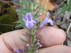 Hedeoma hyssopifolia