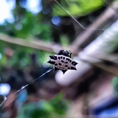 Gasteracantha cancriformis