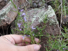 Hedeoma hyssopifolia