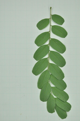 Adenanthera microsperma