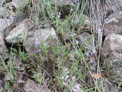 Hedeoma hyssopifolia
