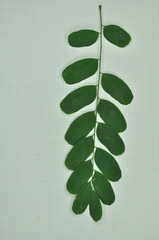 Adenanthera microsperma