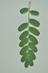 Adenanthera microsperma