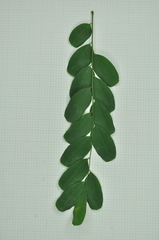 Adenanthera microsperma