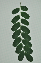 Adenanthera microsperma