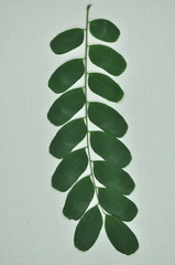 Adenanthera microsperma