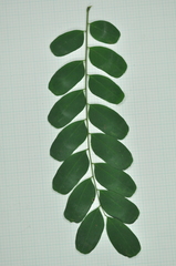 Adenanthera microsperma