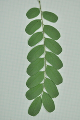 Adenanthera microsperma