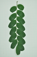 Adenanthera microsperma