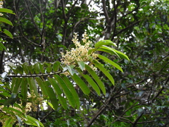 Virola surinamensis
