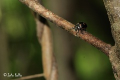 Leptinotarsa behrensi