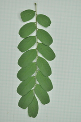 Adenanthera microsperma